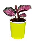 2" Calathea Pale Rosy